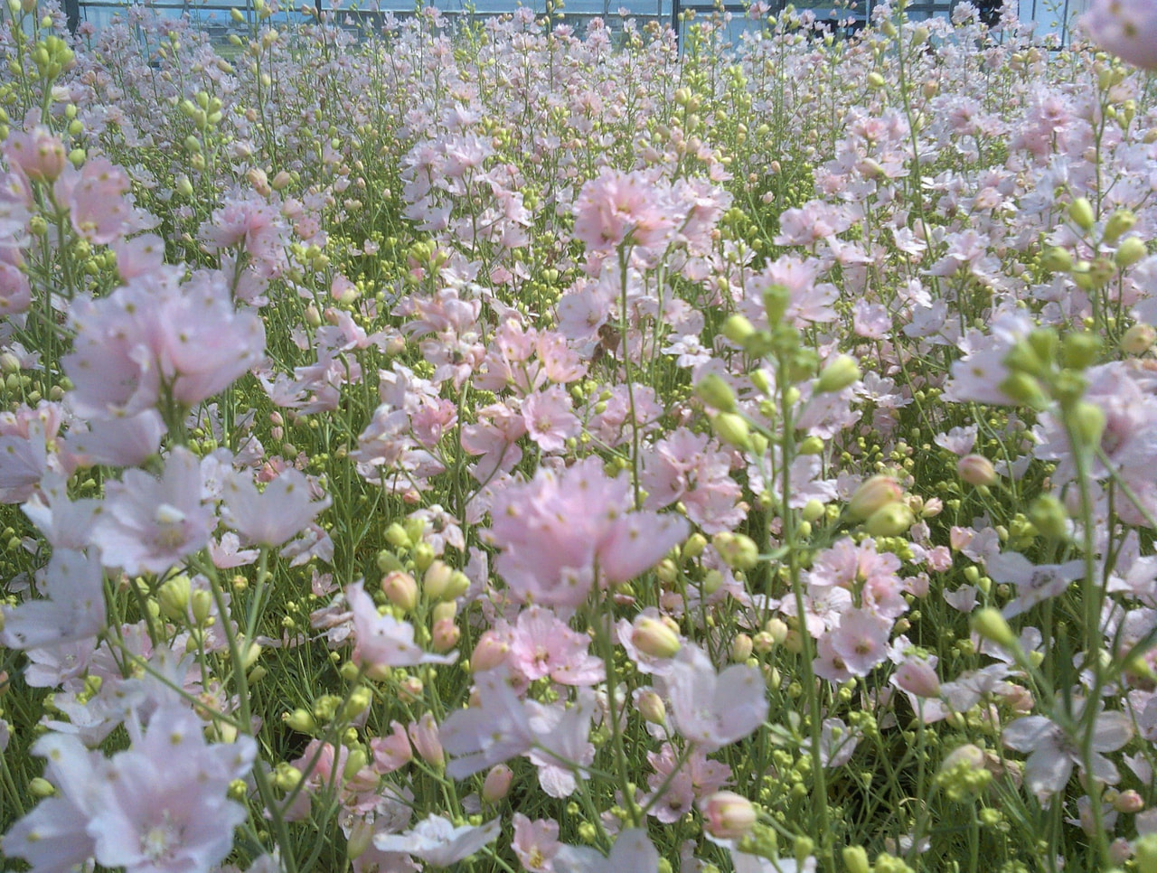 松山城×さくらひめ🌸松山城ロープウェイ駅舎で可憐な花たちを展示‼