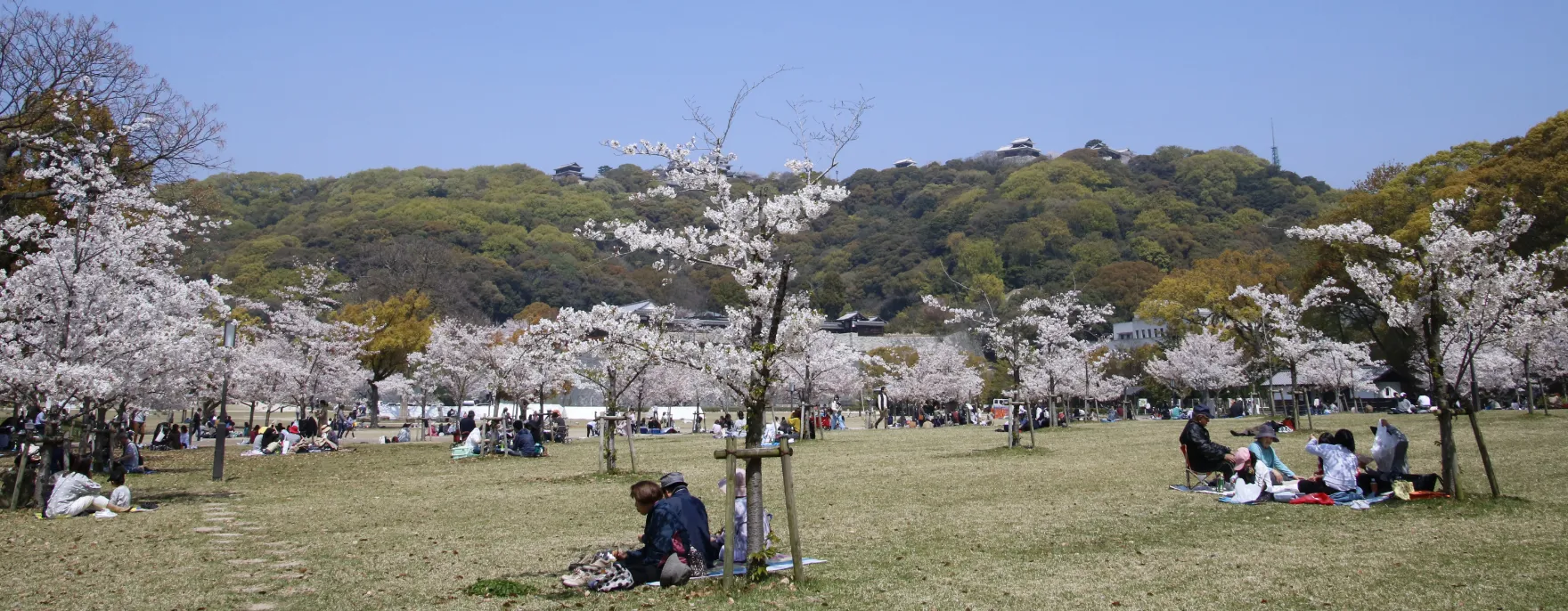 花見の様子